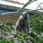 Mono en Trincomalee, Sri Lanka